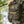 Enclosed Binocular Pack (GBB x Marsupial Gear)